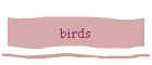 birds