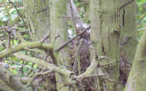 baby thrush