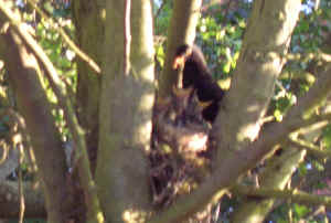 blackbird feeding thrushes