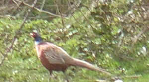 pheasant