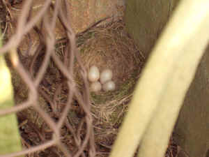 robin's nest