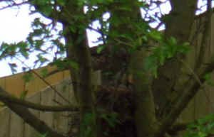 thrush at its nest