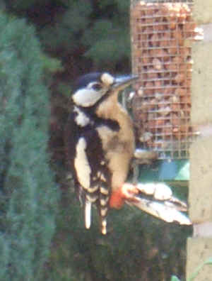 woodpecker - June 2006