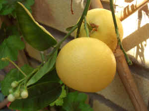 May 11th 2009: Ardross House Grapefruit