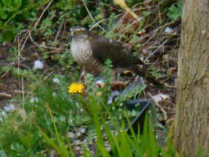 Sparrow Hawk in the garden, April 12th 2015