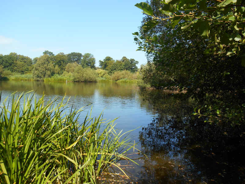 Edge of Cannock Chase