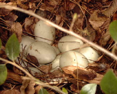 Mallard Duck eggs, April 9th, 2001