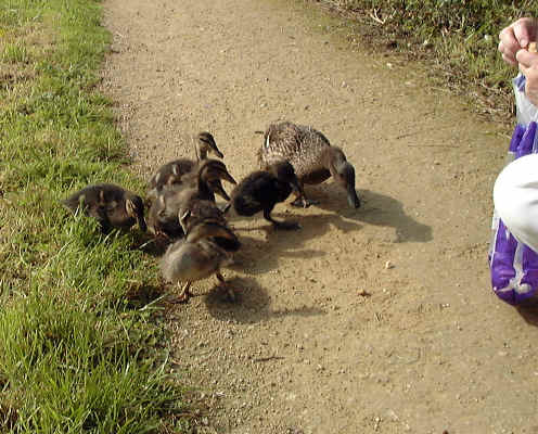 September 7th, mother and six remaining ducklings